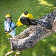 How Our Tree Care Process Works  in Oak Hills, OR