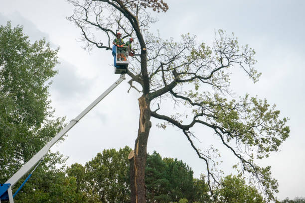 Trusted Oak Hills, OR Tree Services Experts